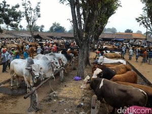 Harga Hewan Kurban di Pasar Hewan Sunggingan Boyolali Naik