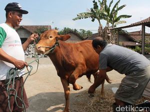 Karena Tak Cuma Manusia yang Butuh Dipijat