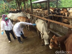 Ini Syarat dan Tata Cara Menyembelih Hewan Kurban