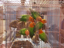 19 Burung Berkicau Asal China Dimusnahkan Karantina Surabaya