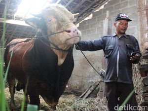 Seno dan Gatotkaca, Sapi Terberat di Kabupaten Magelang