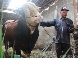 Seno dan Gatotkaca, Sapi Terberat di Kabupaten Magelang