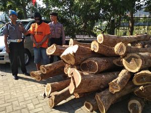 Pencuri Kayu Ditangkap, 11 Gelondong Sonokeling Diamankan Pencuri Kayu Ditangkap, 11 Gelondong Sonokeling Diamankan