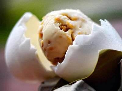 Mau Coba Es Krim Buaya?