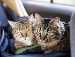 Gemas! Pakai Aksesori Leher, Kucing Ini Melenggang Bak Model