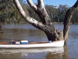 Koala yang Diselamatkan dari Banjir Jadi Viral
