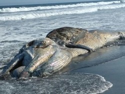 Bangkai Paus Terdampar Hebohkan Warga di Pantai Yeh Kuning Bali