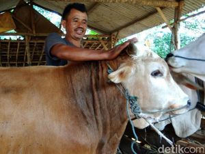 Hewan Kurban di Semarang Dipijat dan Diberi Jamu