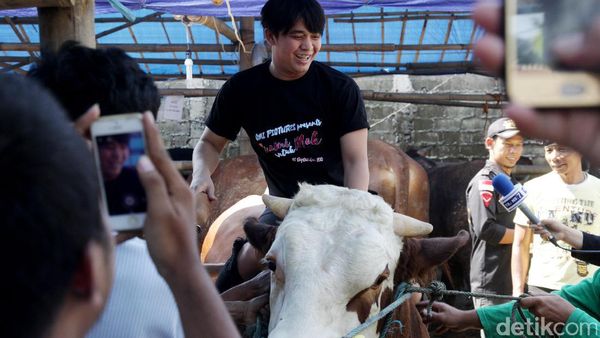 Naik Sapi 1 Ton, Billy Syahputra Girang Banget