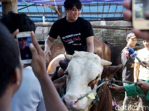 Naik Sapi 1 Ton, Billy Syahputra Girang Banget
