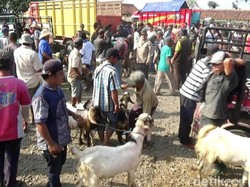 Jelang Idul Adha, Harga Hewan Kurban di Purworejo Naik