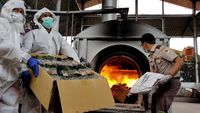 Foto: Berbakteri, 15.095 Bibit Anggrek Asal Filipina Dimusnahkan