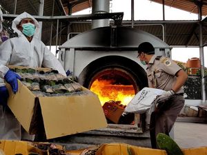 Foto: Berbakteri, 15.095 Bibit Anggrek Asal Filipina Dimusnahkan