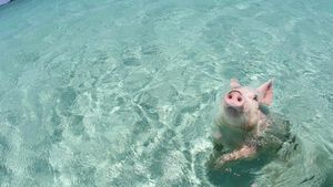 Foto: Pantai Ini Penuh... Babi