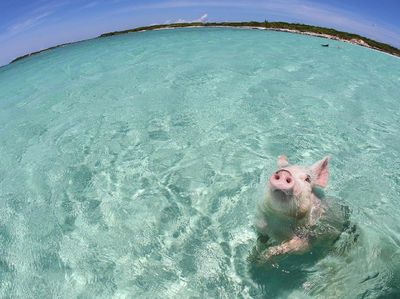 Foto: Pantai Ini Penuh... Babi