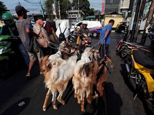 Pemkab Pasuruan Bagikan 88 Kambing ke Masjid dan Pesantren