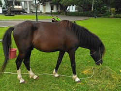 KPK Apresiasi Jokowi yang Laporkan 2 Kuda Pemberian Warga Sumba