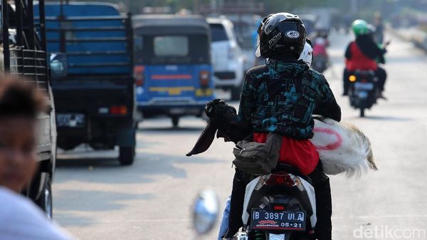 Rupa-rupa Membawa Hewan Kurban