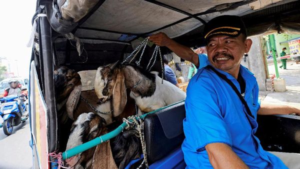 Mbek! Saat Kambing Naik Bajaj Jelang Idul Adha