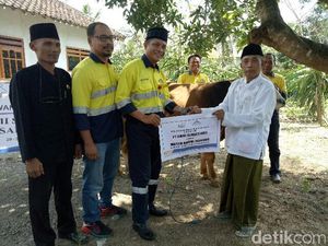 51 Hewan Kurban Dibagikan ke Masyarakat Sekitar Tambang Emas