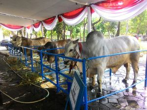 Sapi Ongole 1,1 Ton, Sumbangan Jokowi ke Masjid Al-Akbar Surabaya Sapi Ongole 1,1 Ton, Sumbangan Jokowi ke Masjid Al-Akbar Surabaya