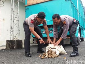 Sampah yang Dibuang Truk ke Sungai di Wonosobo Berisi Ubi Busuk