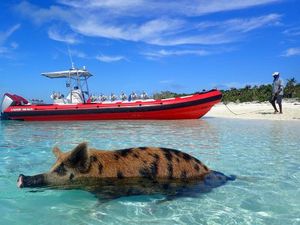 Hilang Saat Makan Malam Keluarga, Turis AS Ditemukan Tewas di Pantai Bahamas Hilang Saat Makan Malam Keluarga, Turis AS Ditemukan Tewas di Pantai Bahamas