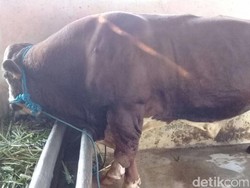 Gubernur Ganjar Berencana Kurban Sapi Seberat 1 Ton di Pekalongan