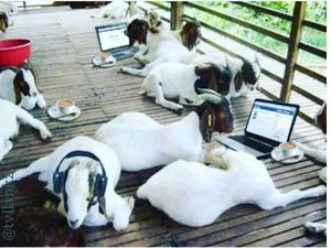 Belasan Meme Pesan Terakhir Para Hewan Kurban