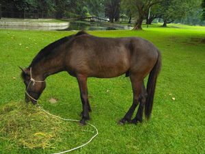 Mengenal Kuda Sandalwood Sumba yang Jadi Kado Jokowi