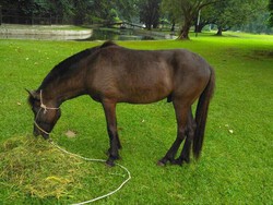 Ini 2 Kuda Sandalwood yang Dilaporkan Jokowi ke KPK