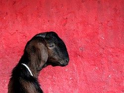 Apa Boleh Niat Kurban Satu Kambing untuk Sekeluarga?