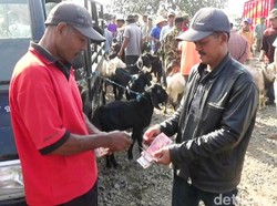 Prepegan Idul Adha, Purworejo Diserbu Pedagang Hewan Musiman