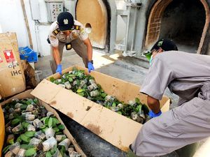 Ada Bakteri, Bibit Anggrek Impor dari Filipina Dimusnahkan