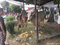 Jokowi dan JK Kurban Sapi Ongole di Masjid Istiqlal
