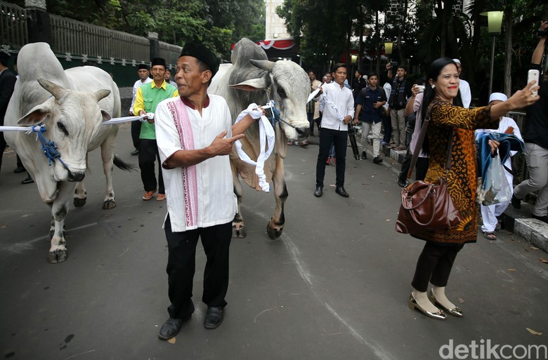 Canda Djarot: Padahal Pak Jokowi Kurus, tapi Sapinya Gede Banget