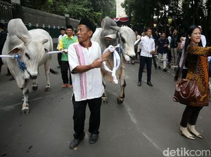 Canda Djarot: Padahal Pak Jokowi Kurus, tapi Sapinya Gede Banget