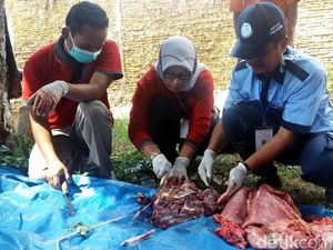 Di Banjarnegara, Petugas Temukan Cacing Hati pada Hewan Kurban