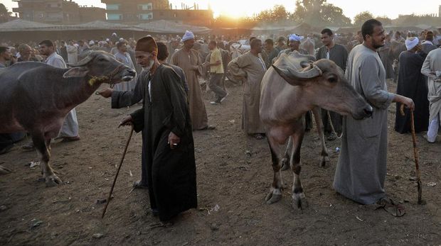 Harga sapi dan kambing adalah salah satu yang terpengaruh oleh inflasi di Mesir.