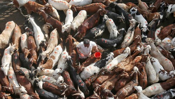 Potret Perayaan Idul Adha di Berbagai Belahan Dunia