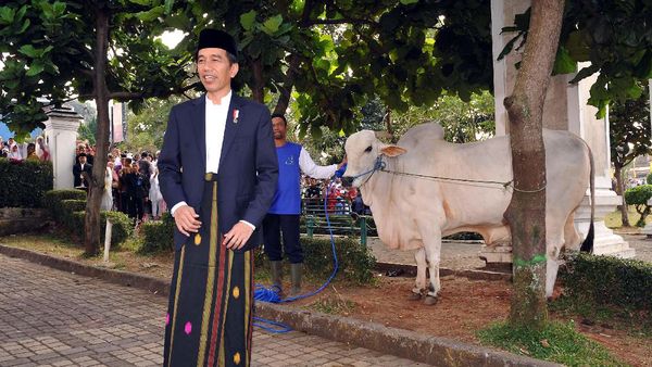Pose Jokowi Bareng Sapi Kurban 1,2 Ton