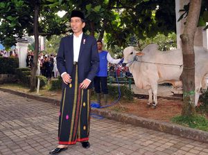 Pose Jokowi Bareng Sapi Kurban 1,2 Ton Pose Jokowi Bareng Sapi Kurban 1,2 Ton