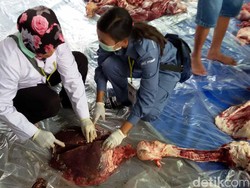 Sapi Kurban Presiden Jokowi di Bantul Ditemukan Cacing Hati