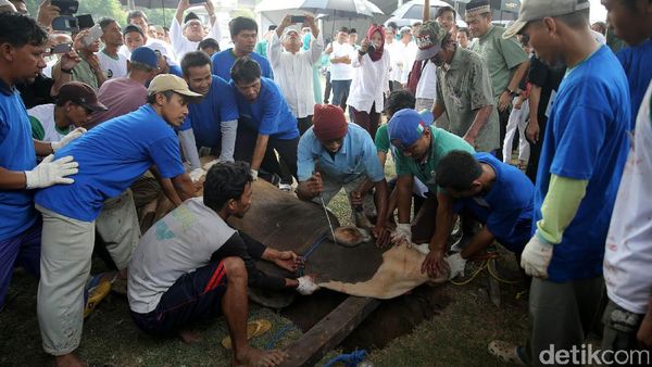 Bank Mandiri Kurban 284 Sapi dan 471 Kambing