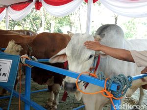 Jokowi Hingga Gubernur BI Berkurban Sapi 1 Ton, Berapa Harganya?