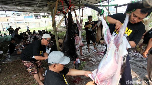 Melihat Dari Dekat Pemotongan Hewan Kurban
