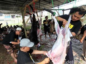 Minta Jatah Torpedo Kambing ke Panitia Kurban? Harus Tahan Digodain