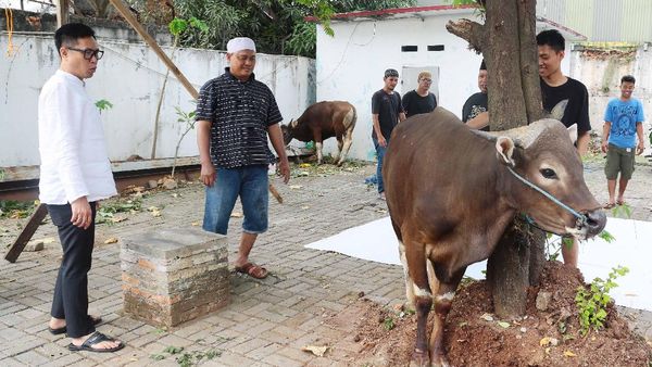 Eko Patrio Saksikan 4 Hewan Kurbannya Disembelih