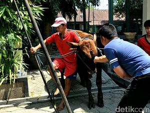 Sapi Kurban Polres Kediri Lepas dan Ngamuk Saat akan Disembelih