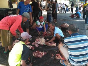 Cacing Hati di Hewan Kurban Juga Ditemukan di Situbondo